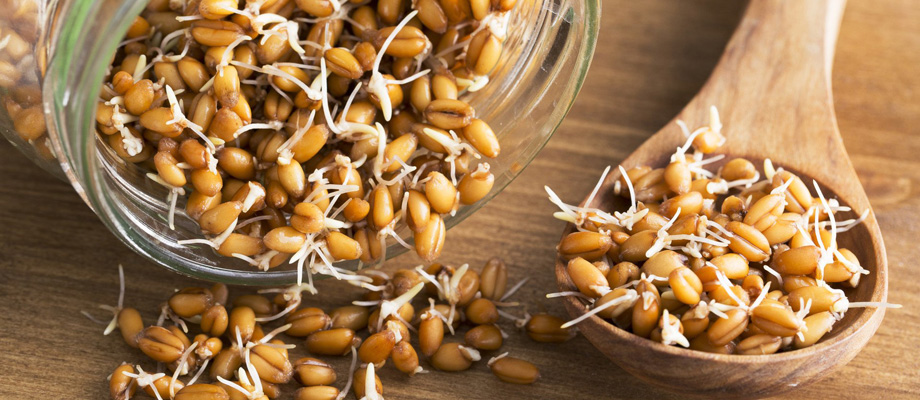Рецепт приготовления браги на пророщенной пшенице в домашних условиях