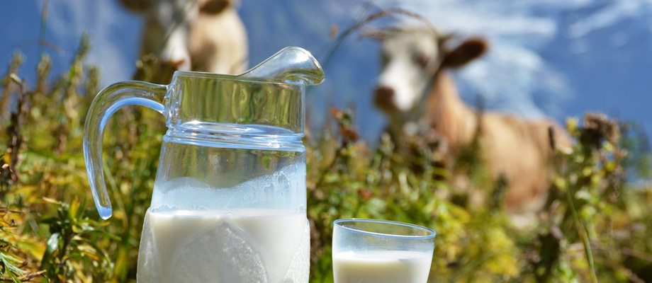 Очистка самогона молоком от запаха и сивушных масел в домашних условиях