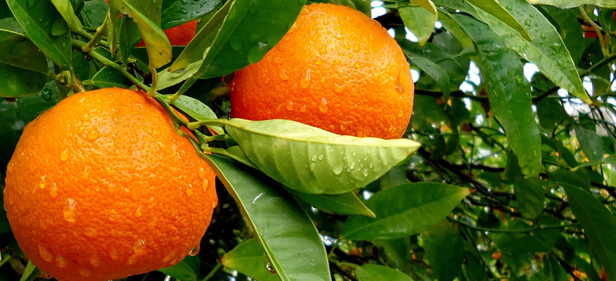 Рецепт приготовления самогона из апельсинов в домашних условиях
