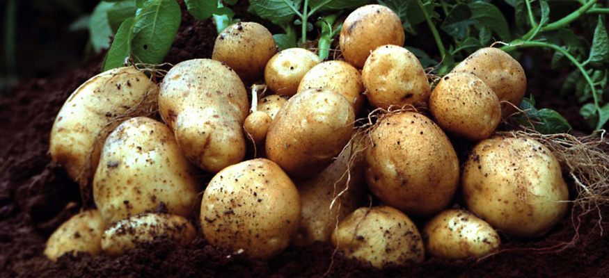Рецепт приготовления самогона из картошки в домашних условиях